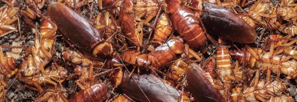https://atalian.vn/wp-content/uploads/sites/22/2019/11/Effective-method-of-eradicating-cockroaches-from-ATALIAN.jpg